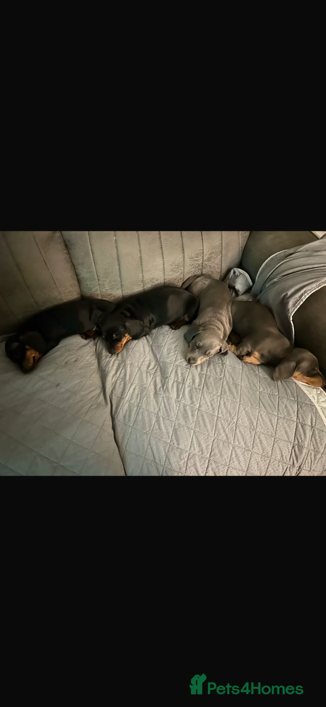 Miniature Dachshund dogs for sale: 2 gorgeous little girls left sliver and a blue  - Advert 2