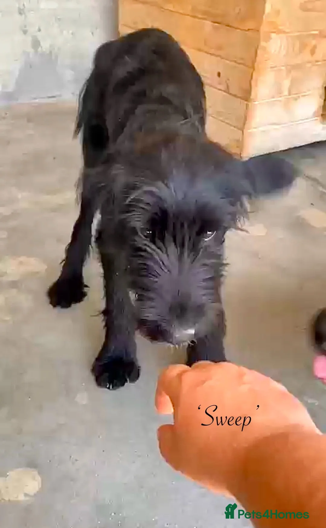 Mixed Breed dogs for adoption: Sweep, 6 months approx. Available for adoption. in Brixham - Advert 2