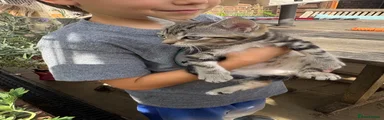 Mixed Breed 3