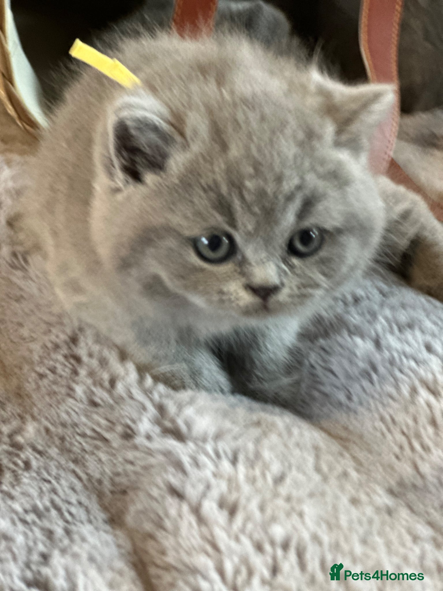British Shorthair cats Gccf registered kittens  - Advert 1