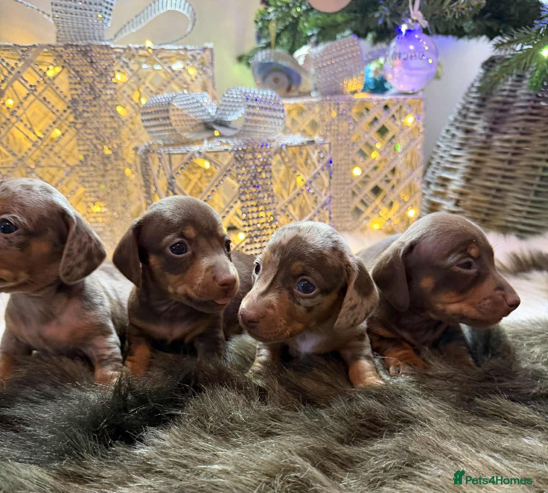 Miniature Dachshund dogs for sale: Miniature Daschunds Pra Clear  - Advert 13