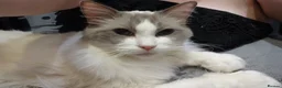 British Shorthair cats for sale: Ragdoll Bi-Colour Blue Boy - Advert 3
