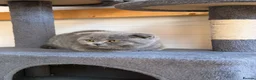 Scottish Fold cats for sale: Vaccinated and ready to go kittens ♥️ - Advert 9