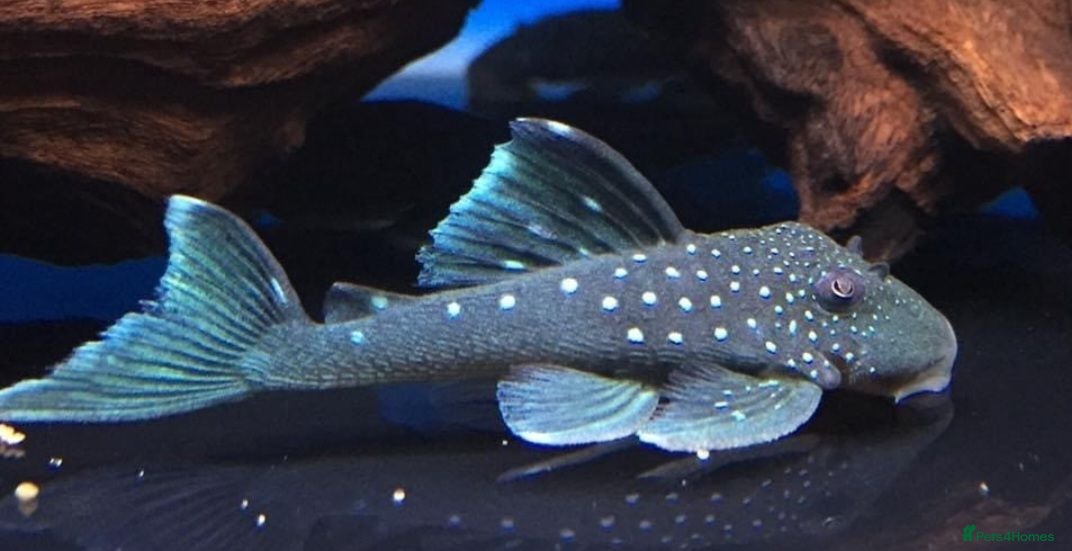Other/Mixed Breed fish VARIOUS FRESHWATER FISH AND DRY GOODS  - Advert 4