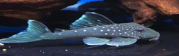 Other/Mixed Breed fish for sale: VARIOUS FRESHWATER FISH AND DRY GOODS  - Advert 1