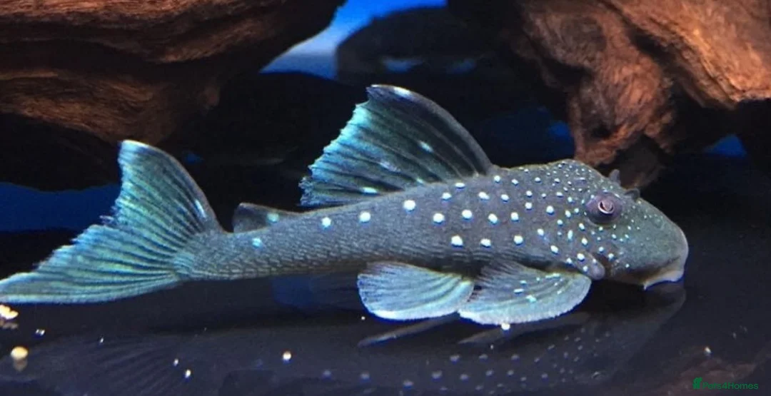 Other/Mixed Breed fish for sale: VARIOUS FRESHWATER FISH AND DRY GOODS  - Advert 1
