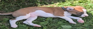 Whippet 2