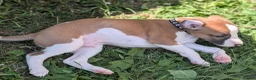 Whippet dogs for sale: Top Quality Whippet Puppies Ready to Reserve in Doncaster - Advert 7