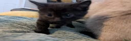 Mixed Breed cats for sale: Adorable kittens looking for forever home  in Pershore - Advert 15