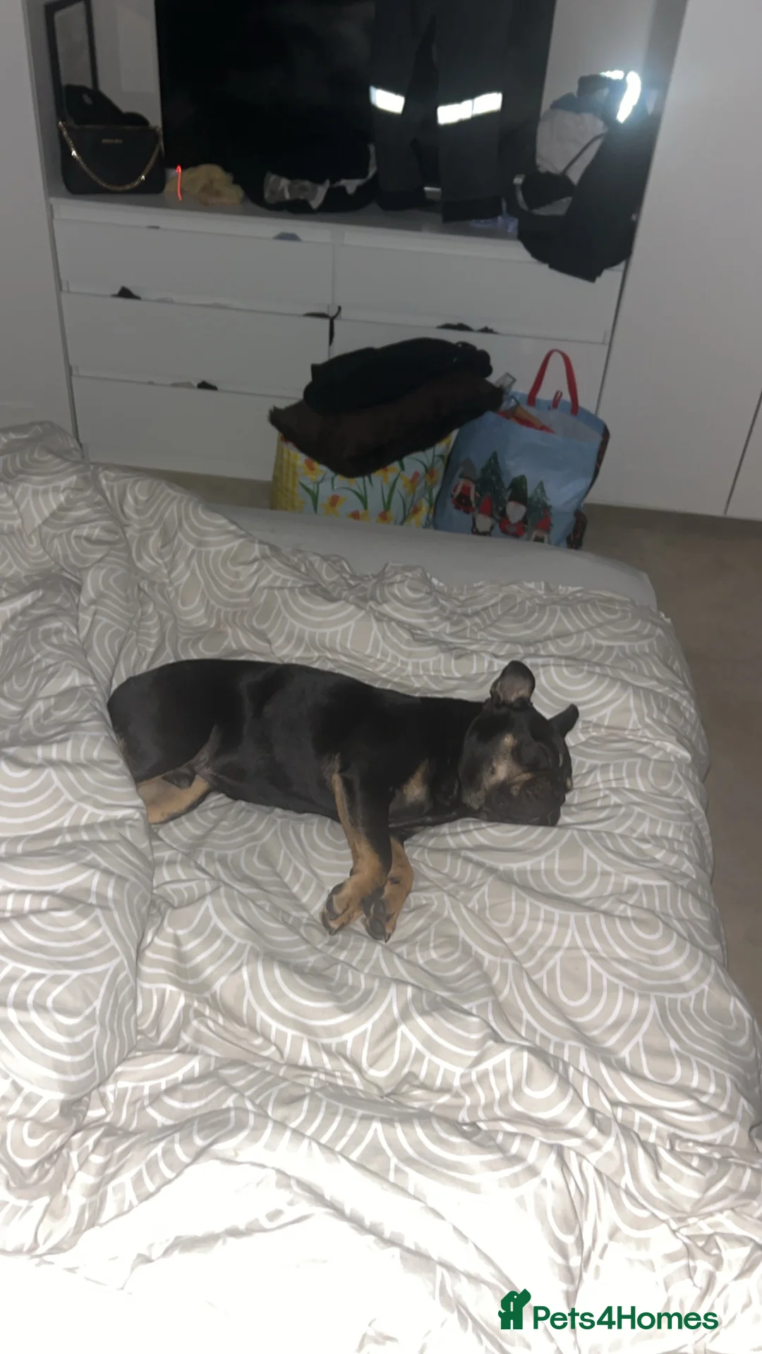 French Bulldog dogs for sale: Black and Tan French Bulldog in Aldershot - Advert 23