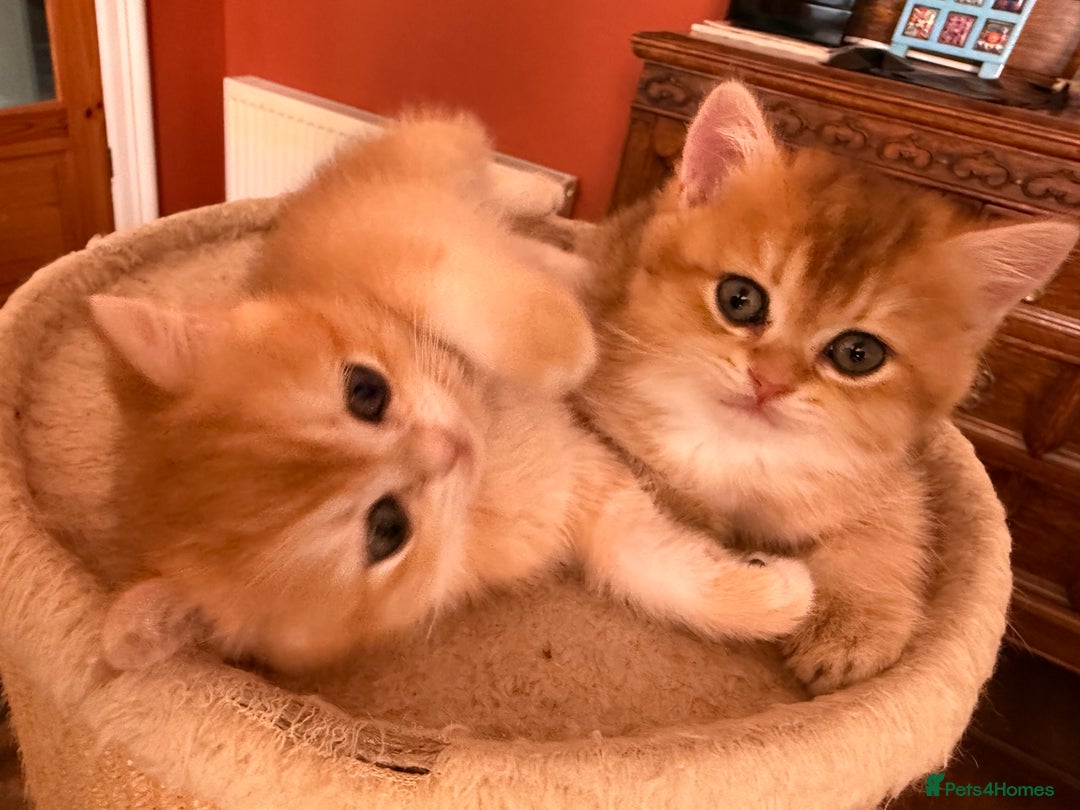 British Shorthair cats for sale: 3 Lovely Golden BSH males - Image 1