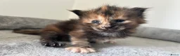 Maine Coon cats for sale: Last black torbie female available  - Advert 13