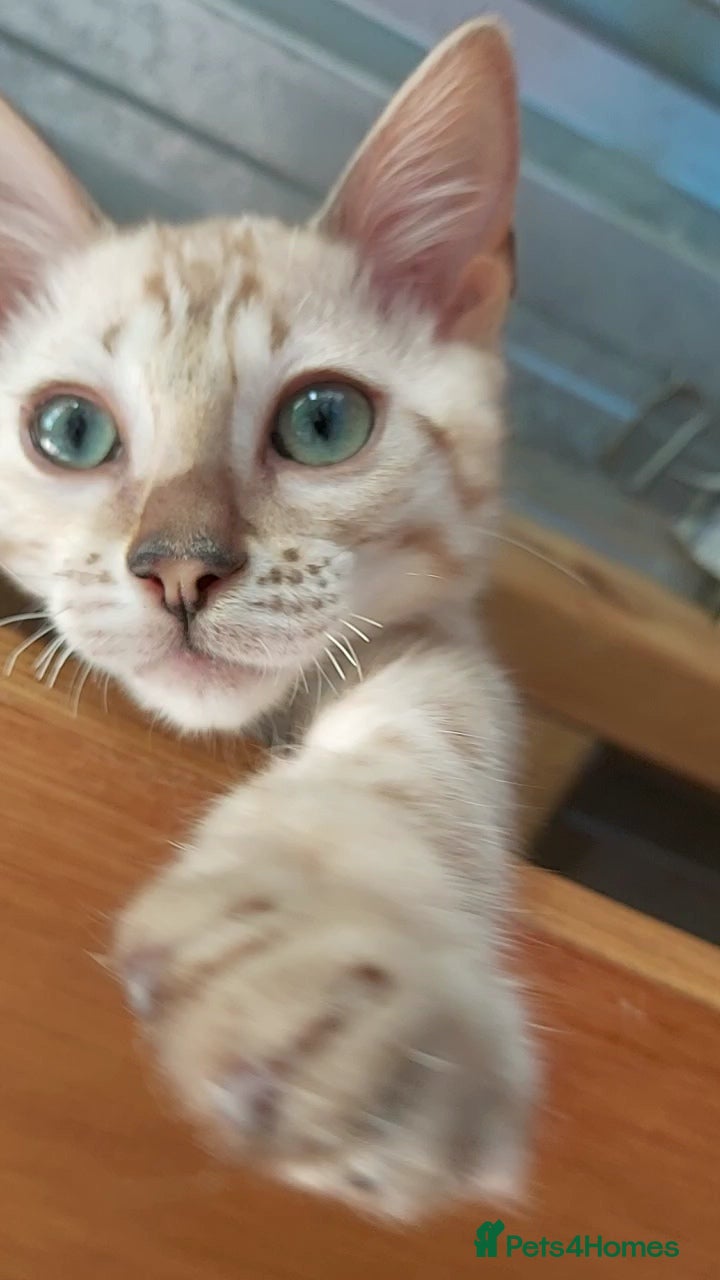 Bengal cats Pedigree Snow Bengal Kittens  - Advert 1