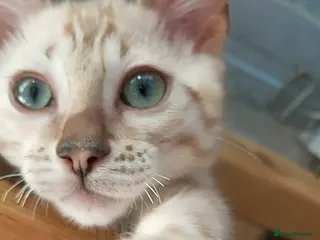 Bengal cats Pedigree Snow Bengal Kittens - Advert 5