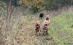 Staffordshire Bull Terrier dogs for sale: 2 red/2 red fawn puppies - Image 14