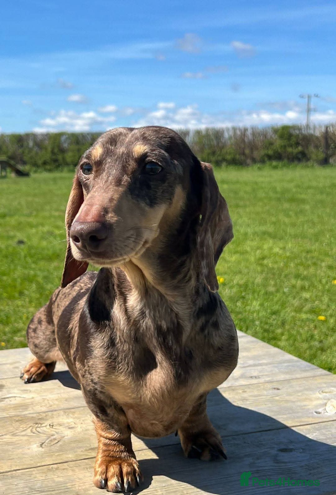 Miniature Dachshund dogs for sale: 🐾❤️ KC Reg Smooth Haired Miniature Dachshunds  - Advert 11