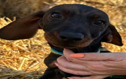 Dachshund dogs for sale: Mini wirehaired dachshund puppys Dad kc registered in Northampton - Image 9