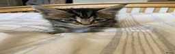 Maine Coon cats for sale: Maine coon kittens for sale  - Advert 19