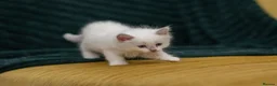 Ragdoll cats for sale: Beautiful Ragdoll Kittens Looking for Loving Home - Advert 11