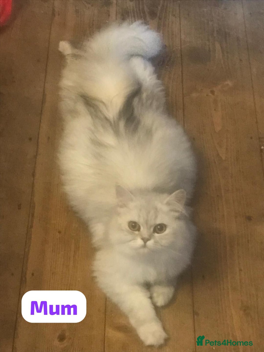 Persian cats for sale: GCCF Registered Persian Pedigree  Kittens - Image 4