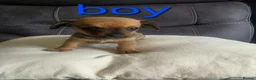 Chiweenie dogs for sale: Chiweenie puppies - Advert 14