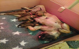 Bullmastiff dogs for sale: K.c registered Bullmastiff puppies  - Image 22