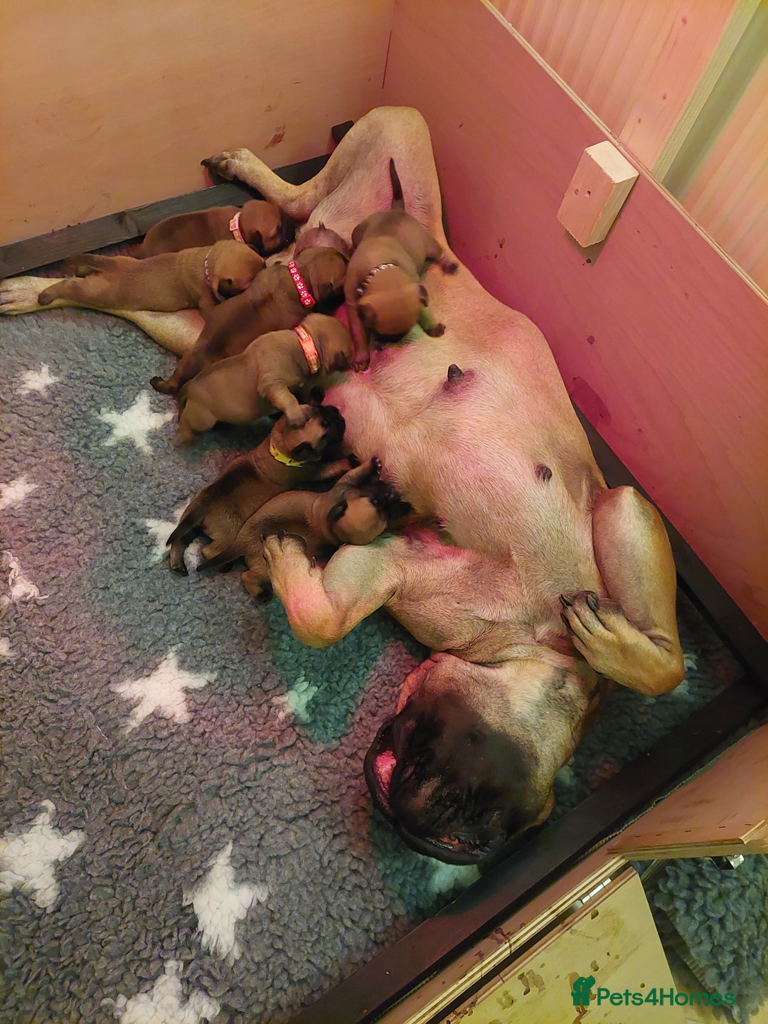 Bullmastiff dogs for sale: K.c registered Bullmastiff puppies  - Image 22