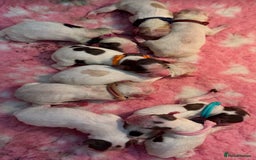 Cocker Spaniel dogs for sale: READY FOR NEW HOMES CAN LEAVE homes health tested  - Image 17