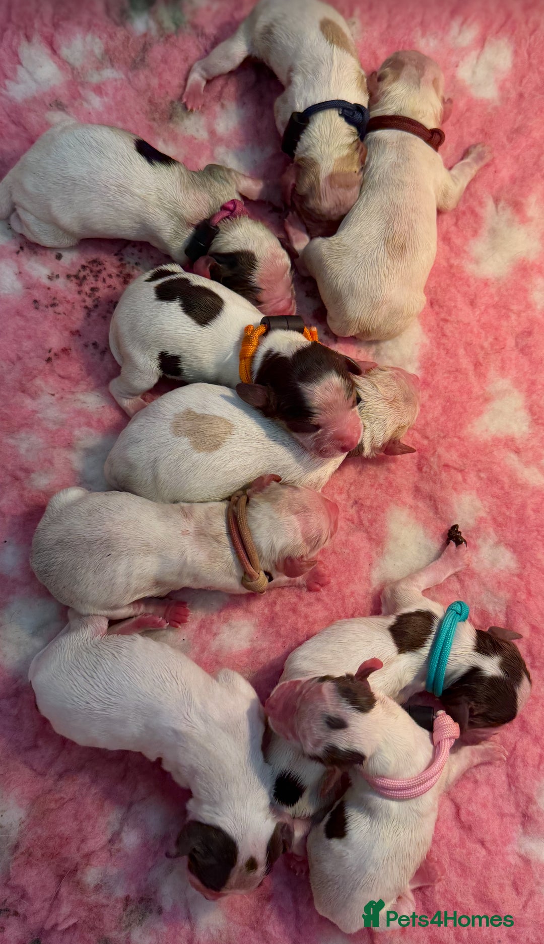 Cocker Spaniel dogs for sale: READY FOR NEW HOMES CAN LEAVE homes health tested  - Image 17