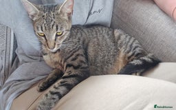 British Shorthair cats for sale: 4 beautiful tabby girl kittens  - Image 3