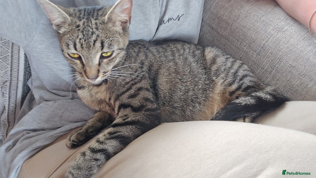 British Shorthair cats for sale: 4 beautiful tabby girl kittens  - Image 3