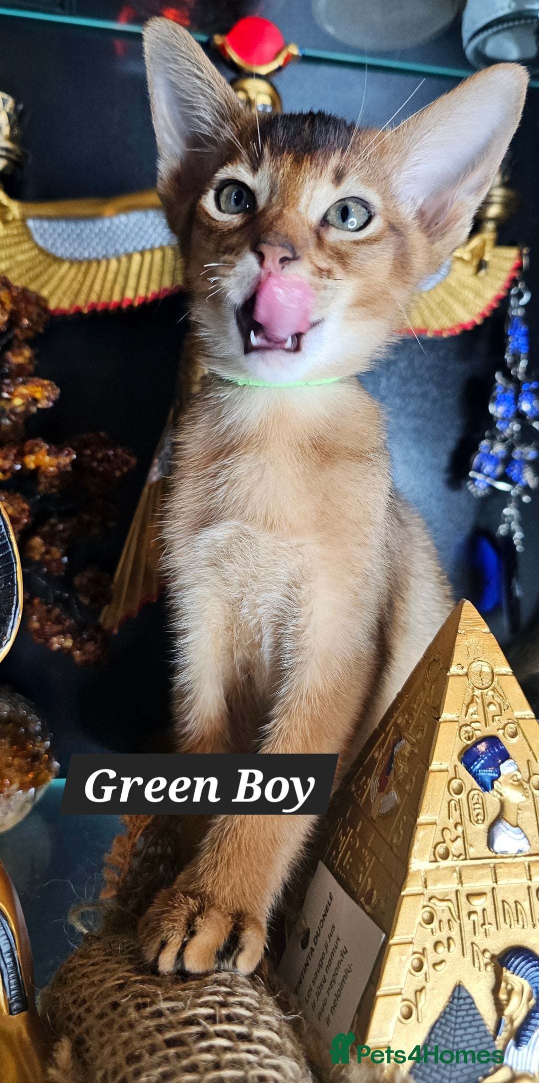 Abyssinian cats for sale: 4 Abyssinian kittens for sale - Advert 34