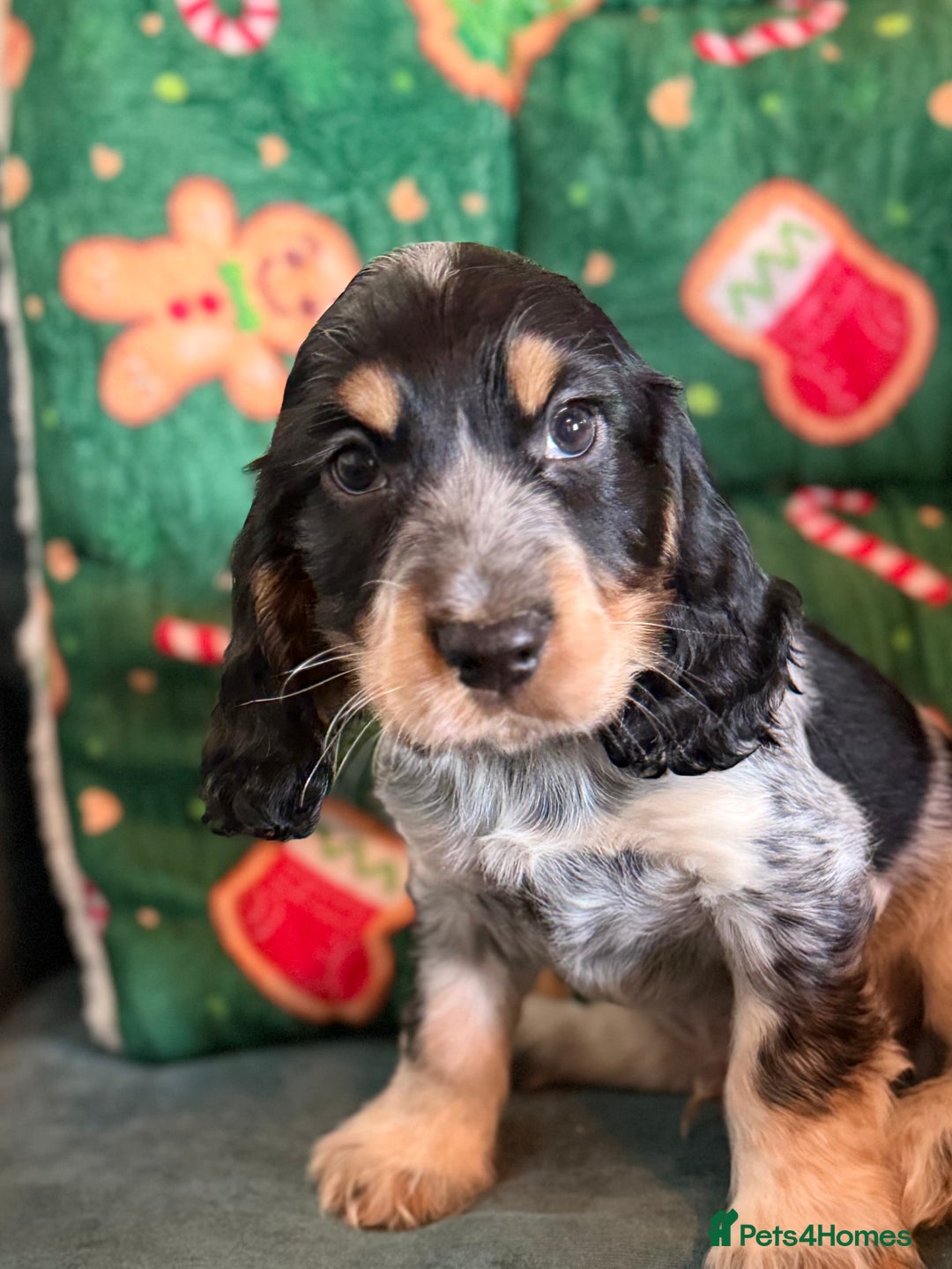 Cocker Spaniel dogs for sale: Stunning 5 Star KC  Show Cocker Spaniels - Advert 6