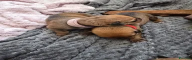 Mixed Breed 10