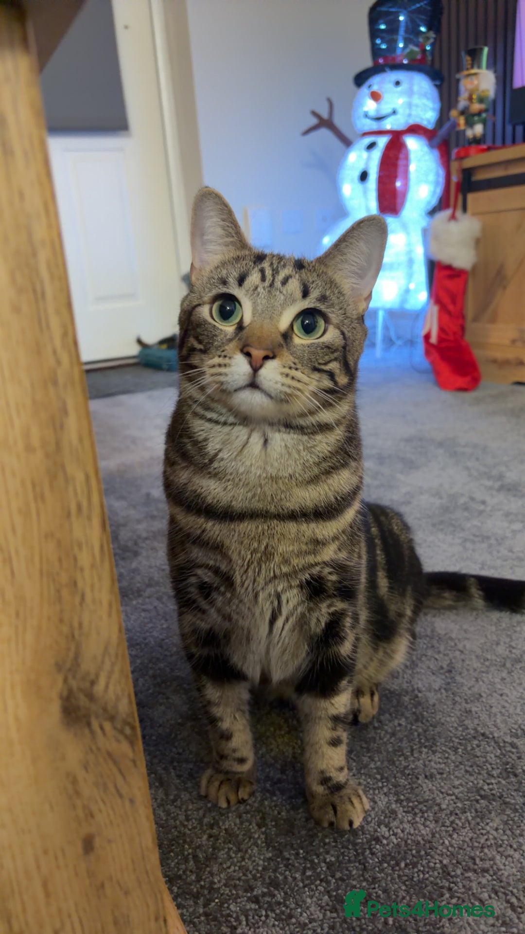 Domestic Shorthair cats for sale: Simba! - Advert 1