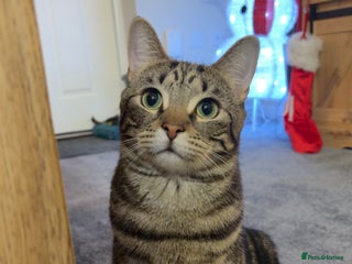 Domestic Shorthair cats Simba! - Advert 1