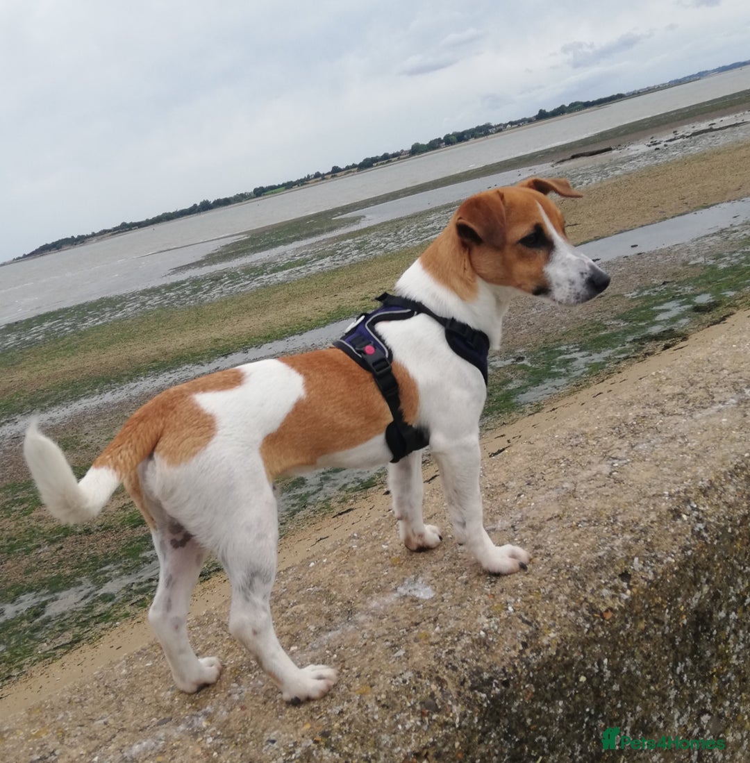 Jack Russell dogs for stud: Roby. - Advert 1