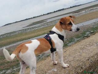 Jack Russell dogs Roby. - Advert 1