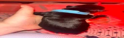 Mixed Breed dogs for sale: Staffador puppies  - Advert 11