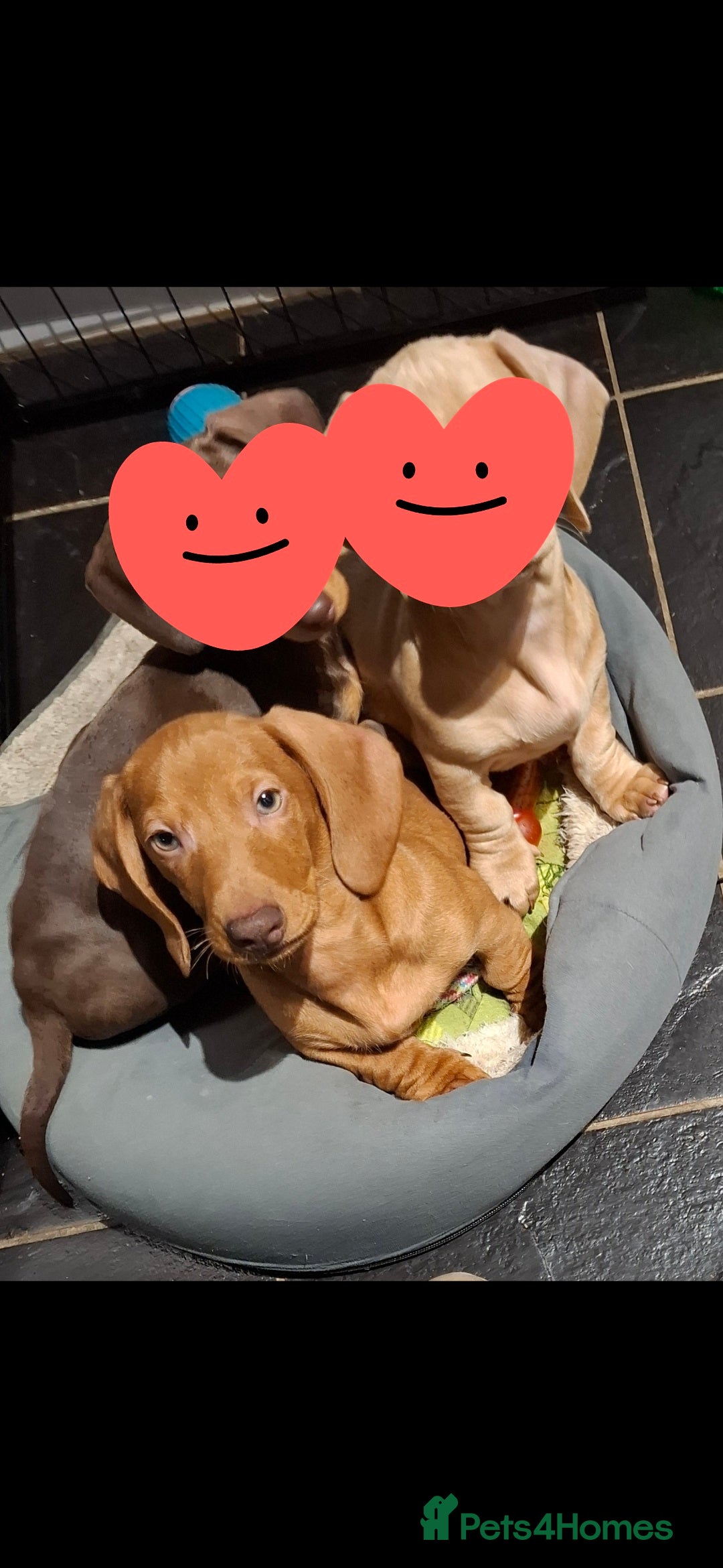 Miniature Dachshund dogs Miniature Dachshund Pups! *1 RED BOY left* - Advert 10