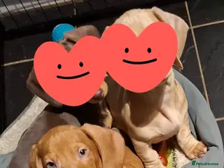 Miniature Dachshund dogs Miniature Dachshund Pups! *1 RED BOY left* - Advert 10