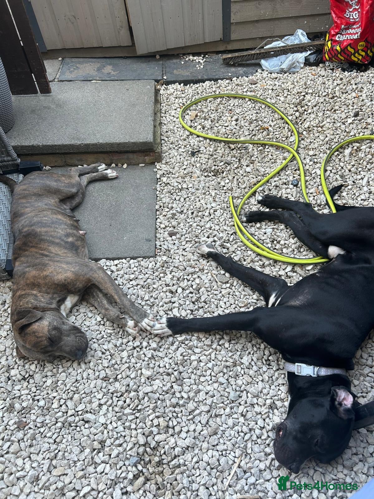 Mixed Breed dogs Cane Corso X Staff Puppies - Advert 8