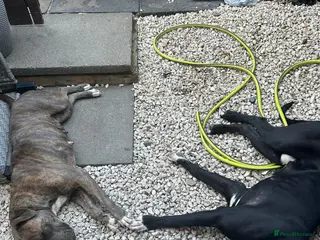 Mixed Breed dogs Cane Corso X Staff Puppies - Advert 8