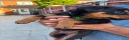 Rottweiler dogs for sale: Fazal  - Advert 4