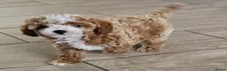 Cavapoo dogs for sale: 🧡 Cavapoo Boy! 🧡 in Kidderminster - Advert 11