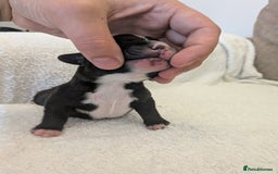 Mixed Breed dogs for sale: Cockerbull puppies  - Image 29