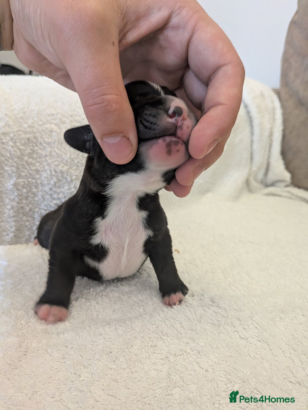 Mixed Breed dogs for sale: Cockerbull puppies  - Image 29