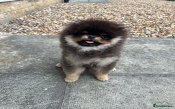 Pomeranian dogs for stud: Rare XS Pomeranian Boy – STUD – London - Image 5