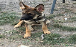German Shepherd dogs for sale: German shepherd puppie looking for a new home  in Cambridge - Image 17