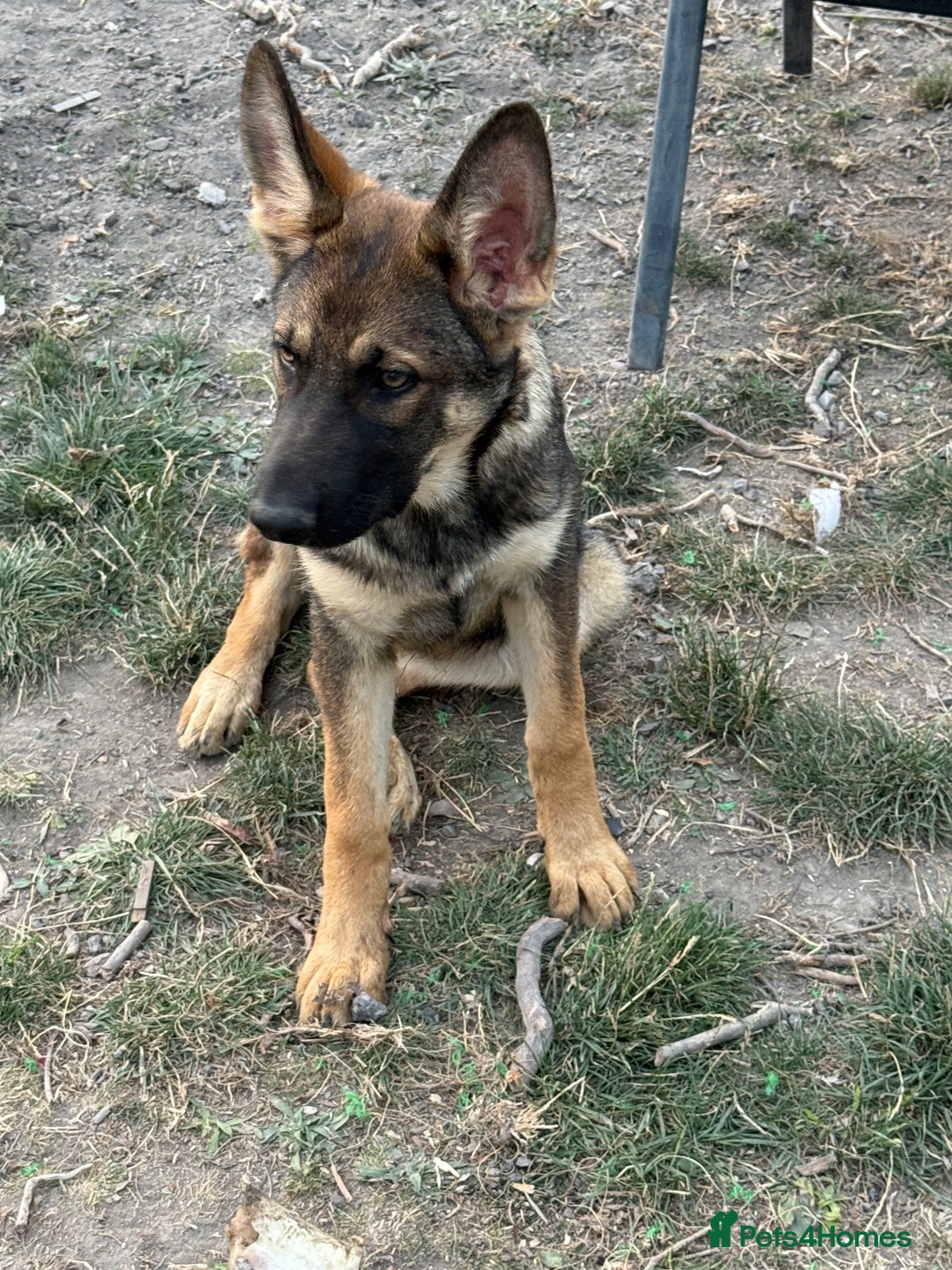 German Shepherd dogs for sale: German shepherd puppie looking for a new home  in Cambridge - Image 17